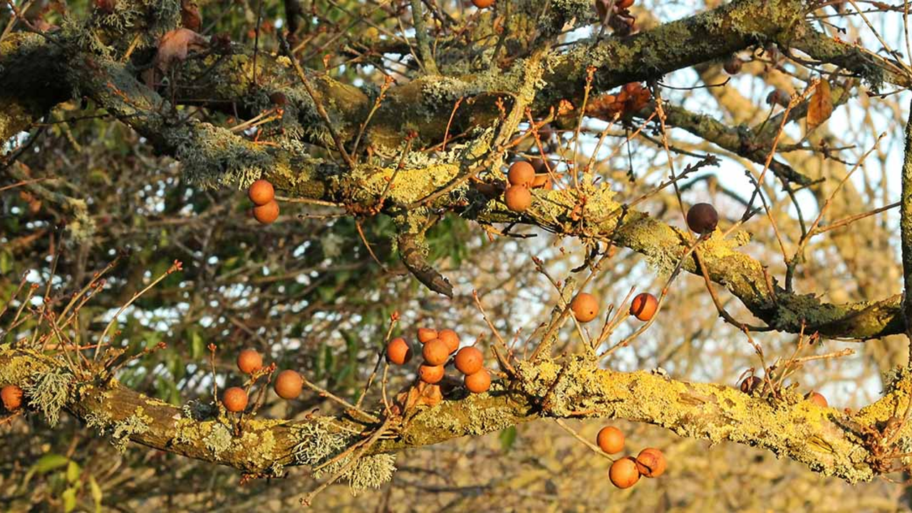 Oak galls form on an oak tree.
