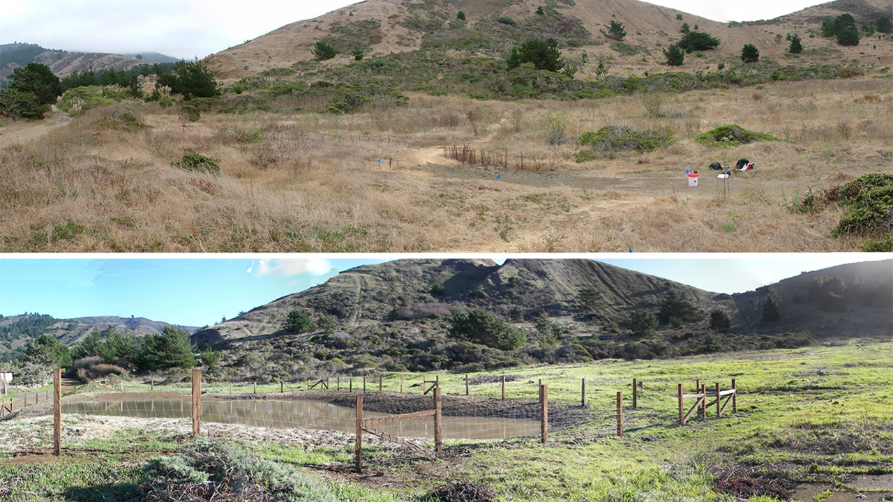 Frog pond before and after photo from Mori Point Frog pond before and after photo from Mori Point
