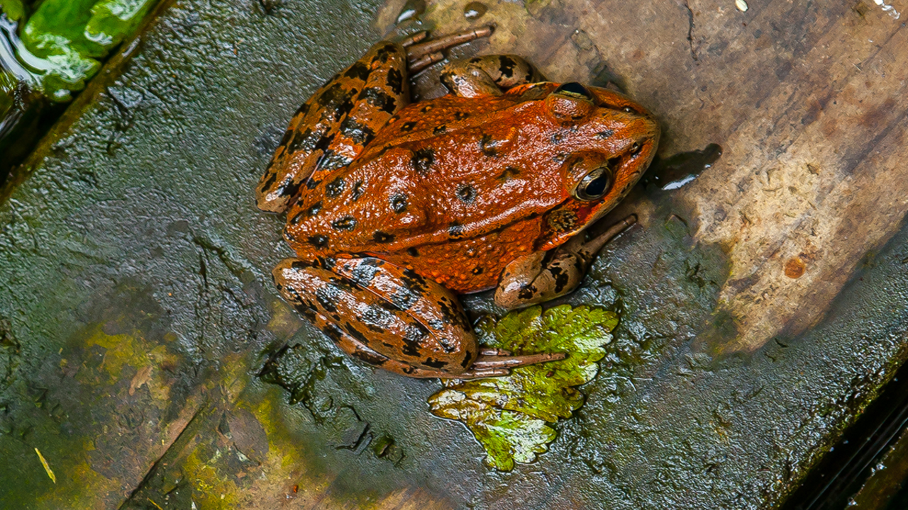 California red-legged frog California red-legged frog