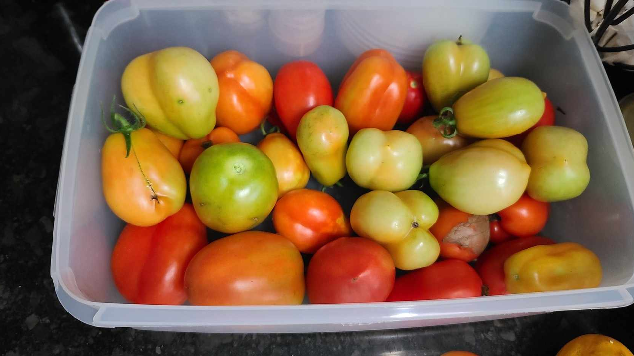 Tomatoes