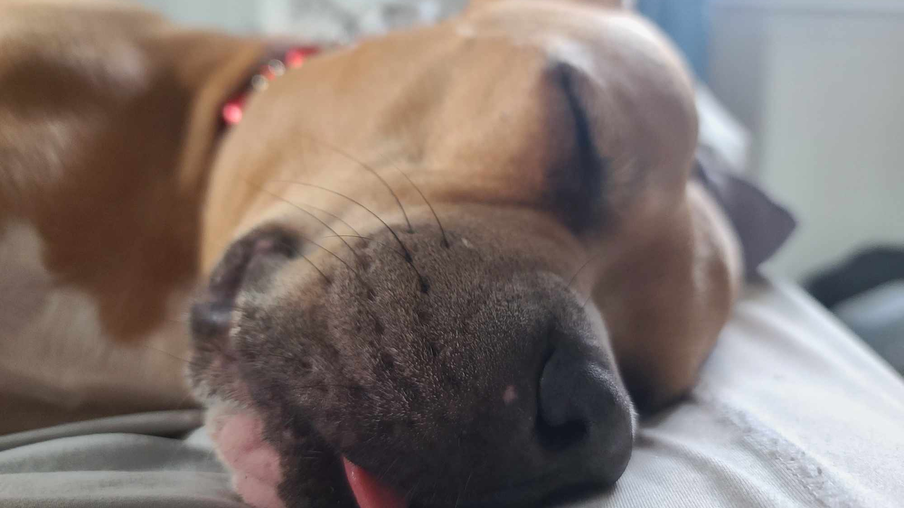 Charlie blep