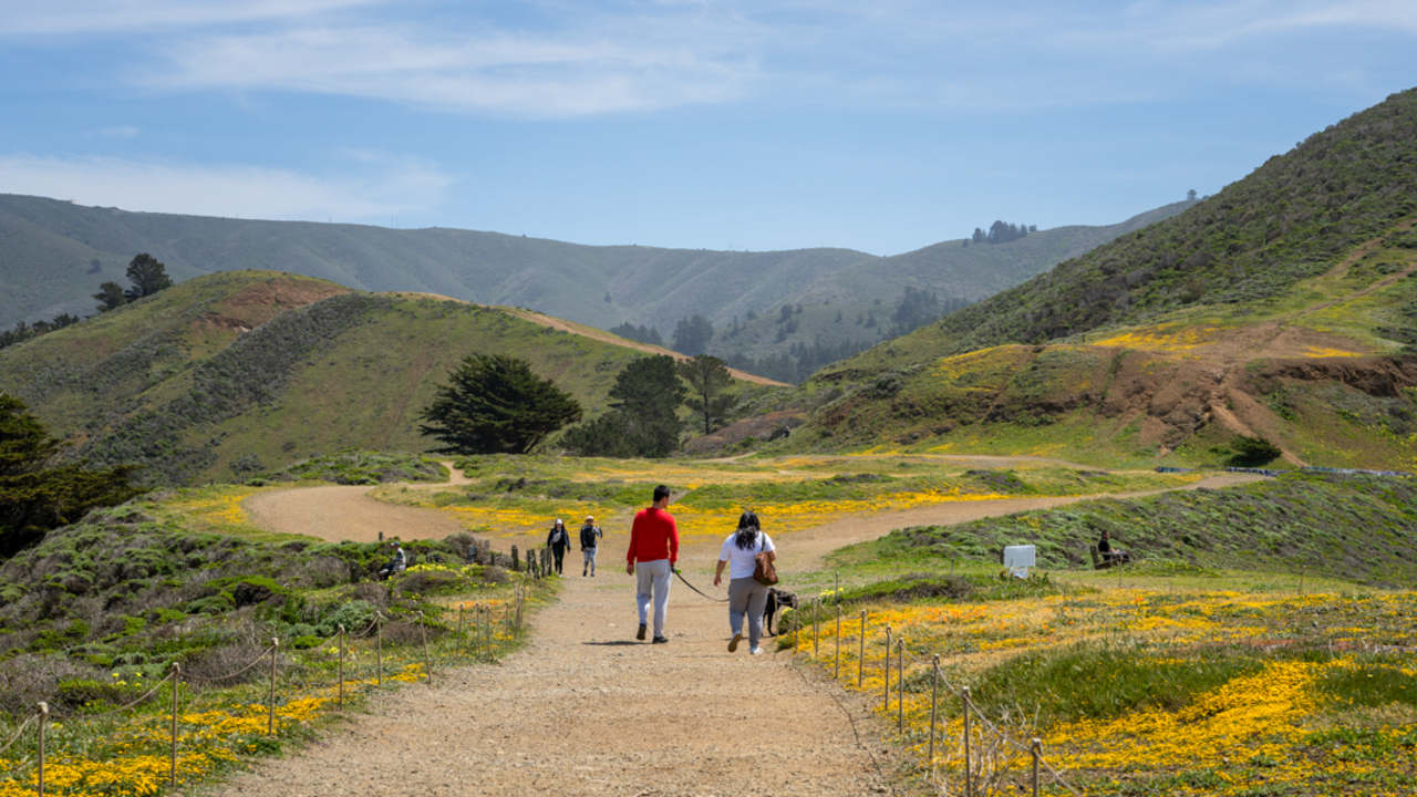 Scenic photo of Mori Point. Park goers walk the trails. Green hills with yellow wildflowers and a blue sky in the backround.