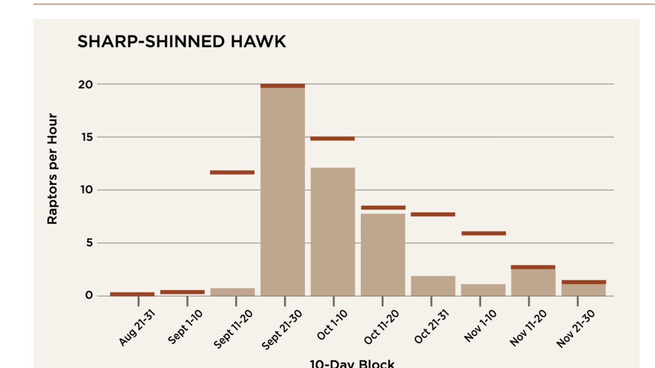 Sharp-shinned hawk migration rates chart