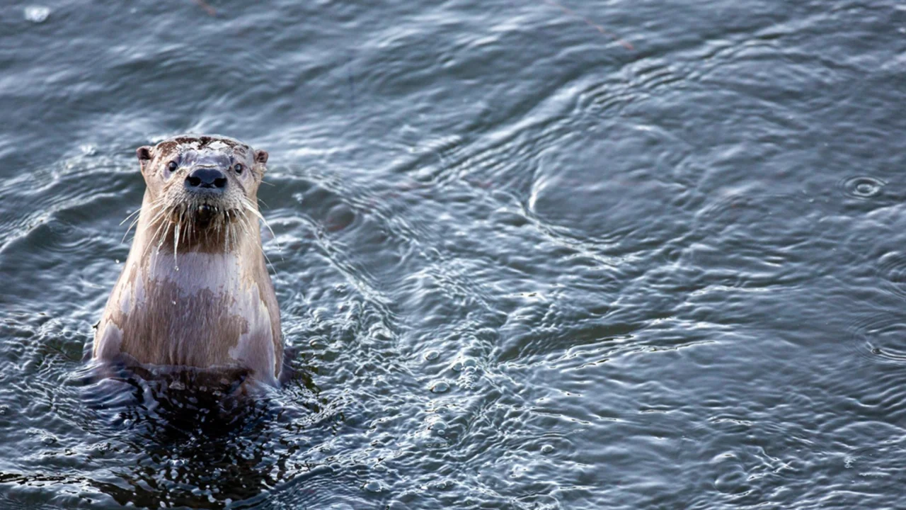 A river otter pops up from the water as its swimming in Rodeo Lagoon