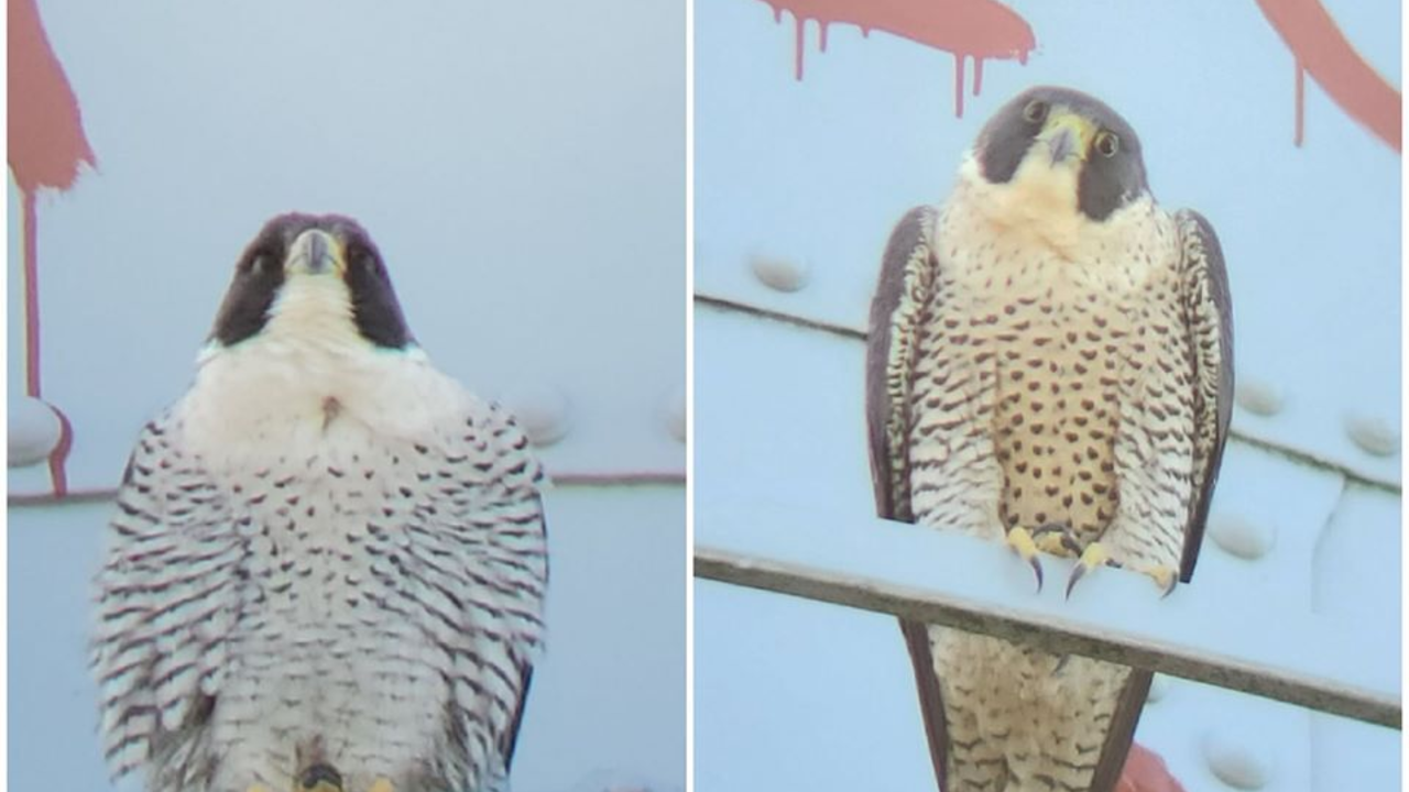 Side-by-side photos two peregrine falcons, male on left and female on right.
