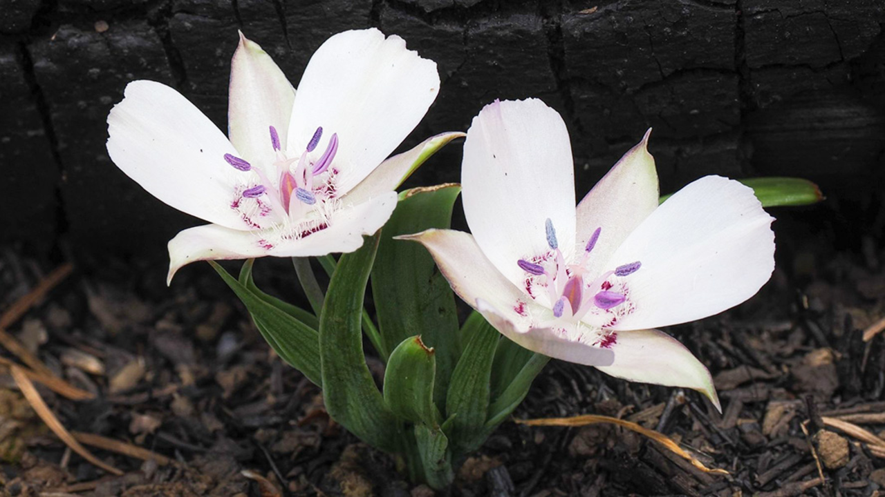 White and purple star-tulip flower