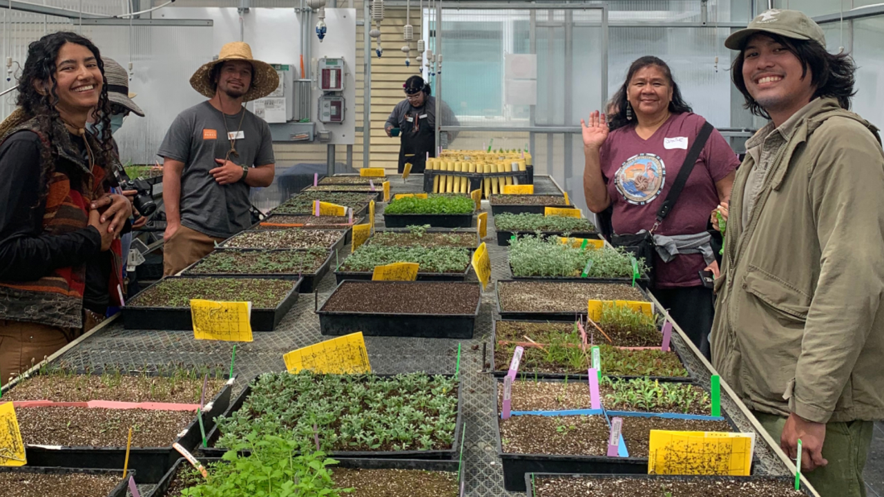 American Indian Cultural District members care for plants at the Presidio Nursery