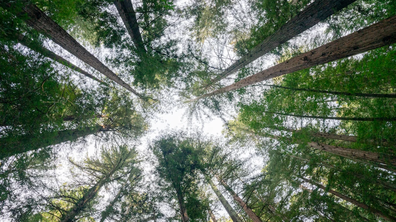 Photo of a redwood tree canopy.