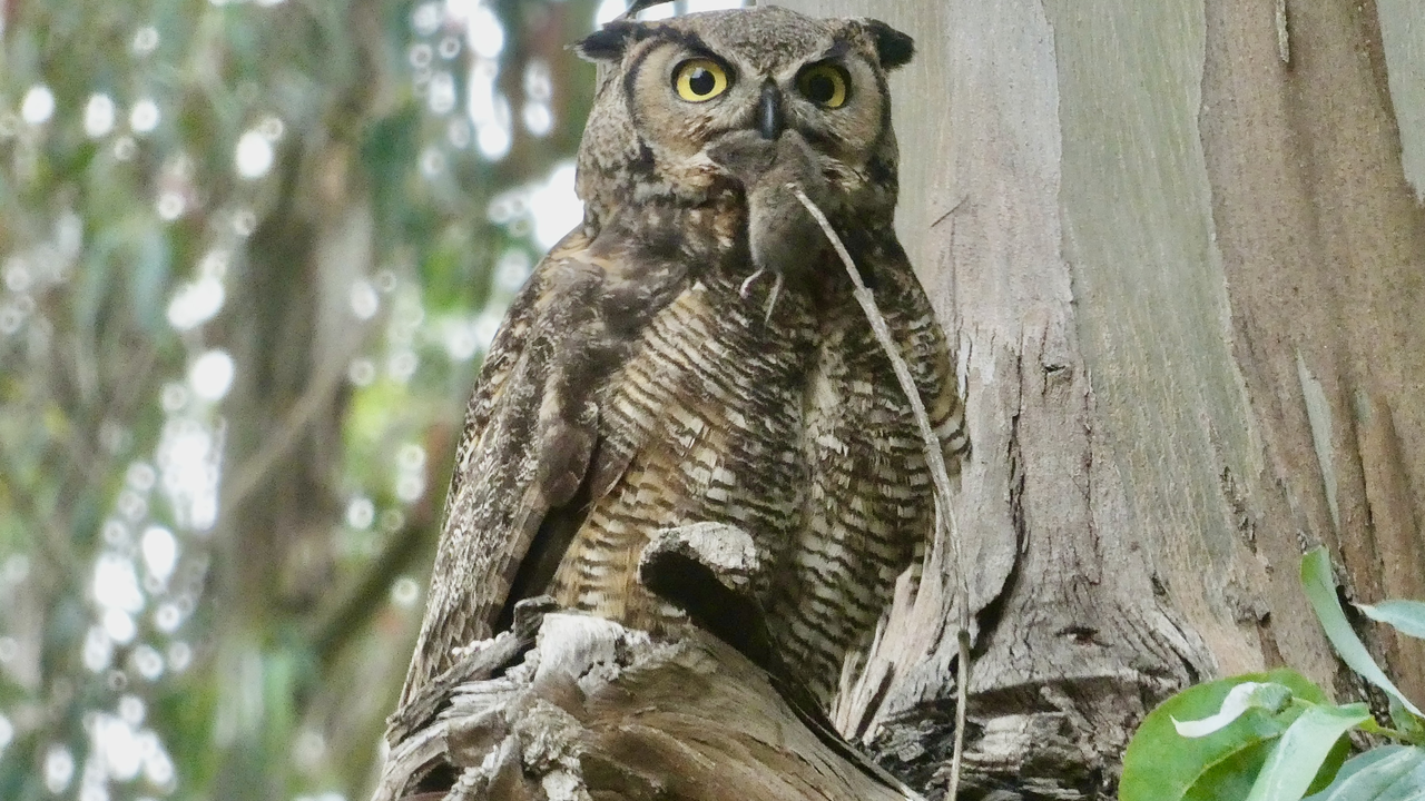 Great Horned Owl in the Presidio