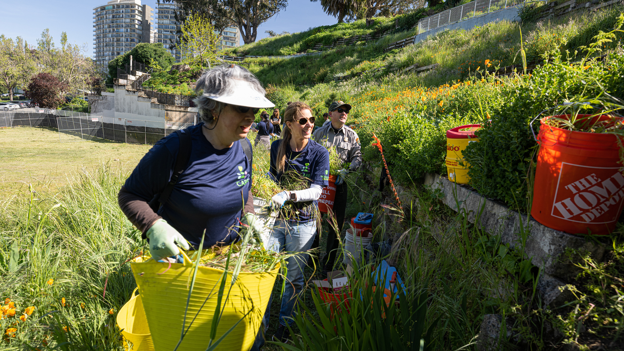 Volunteers remove grasses at Black Point Historic Gardens.