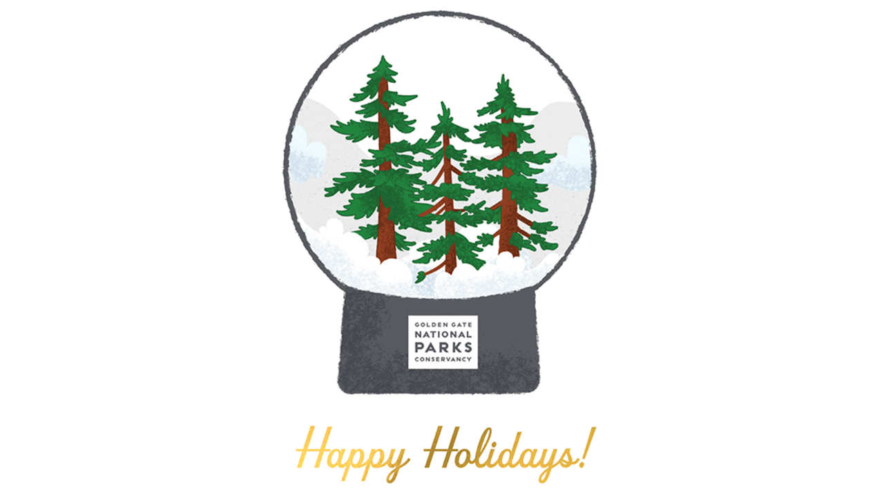 Fog globe of redwood forest