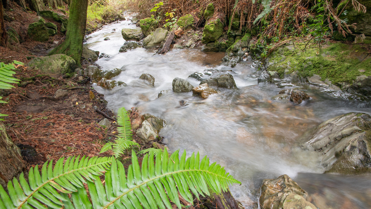Ferns and rushing waters along Steep Ravine Trail.