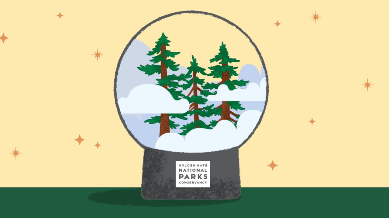 Fog globe of redwood forest