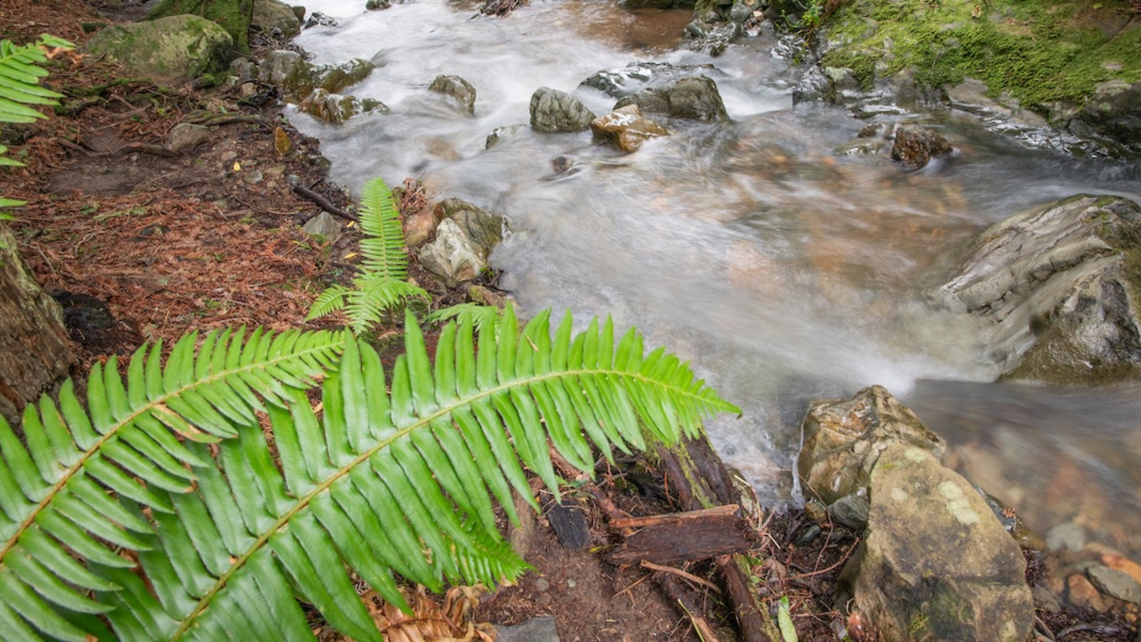 Steep Ravine Trail after winter rains.