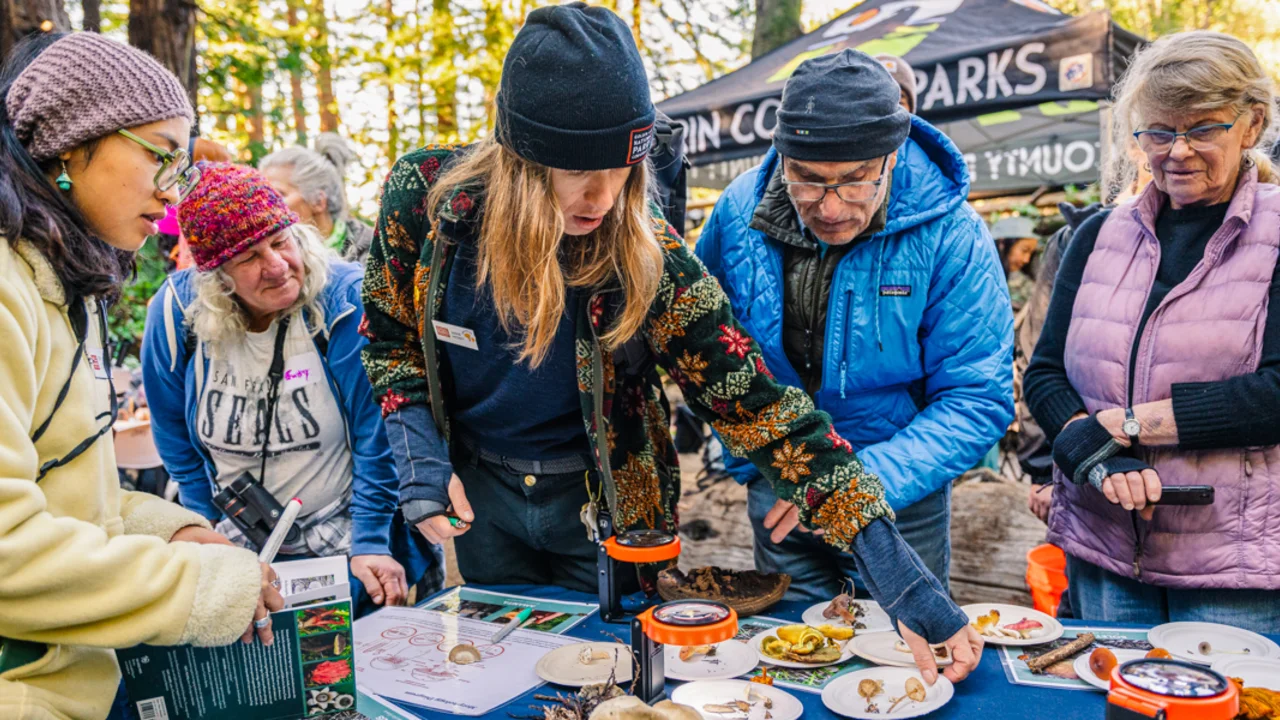 A group of BioBlitz community science event participants with the parks conservancy, one tam, and marin county parks, gathered around a table to study various fungi, mushrooms, lichen.