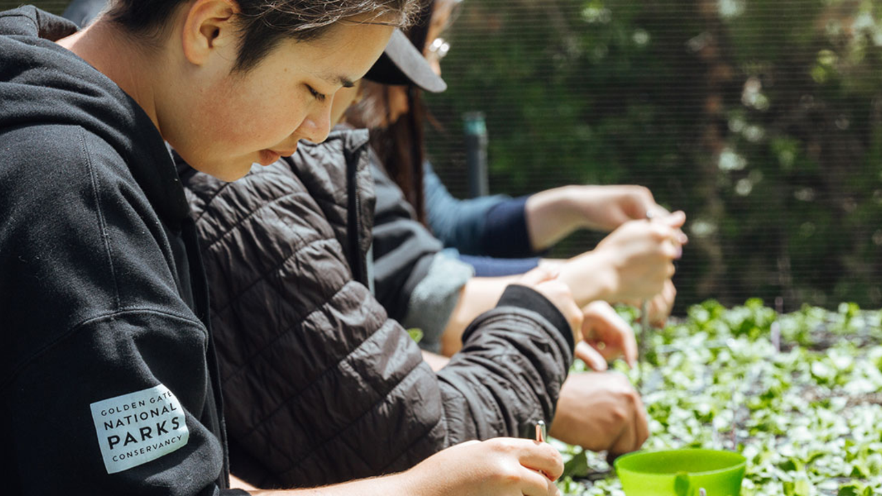 2024 Academic Interns and Conservancy Fellows assisting the Presidio Native Plant Nursery with transplanting plants during a Workshop Series.