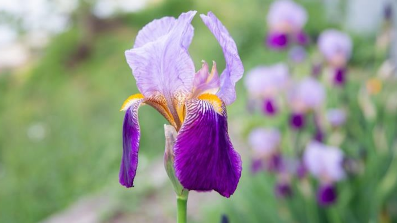 Close up photo of a purple iris in bloom.