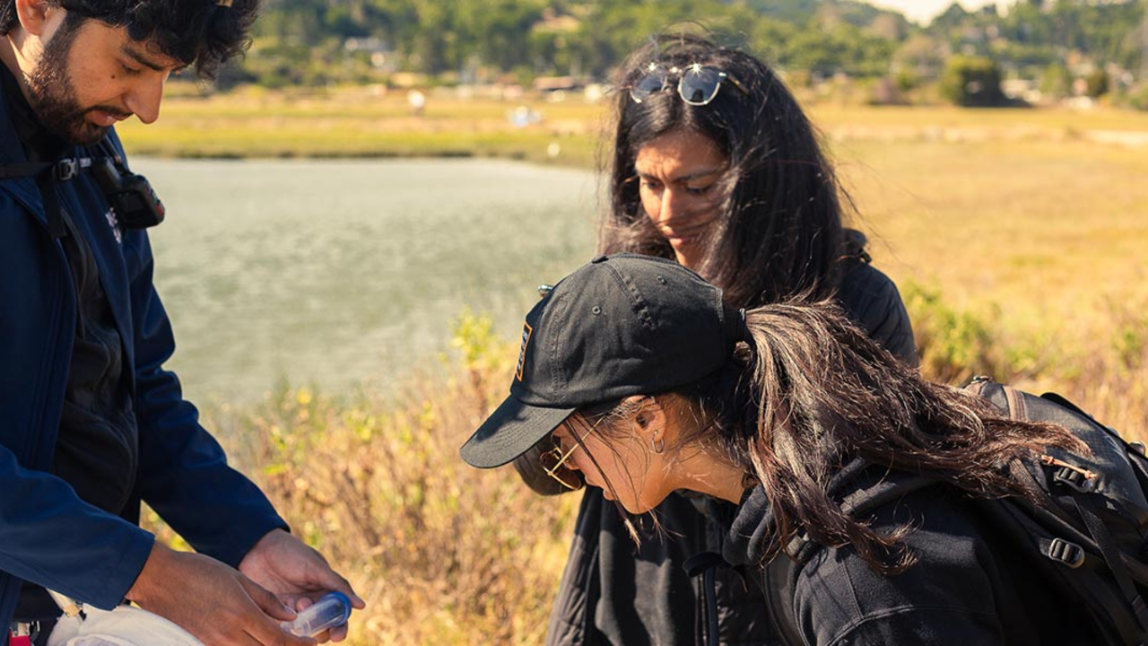 Volunteers help with bee monitoring efforts at Bothin Marsh in Marin.