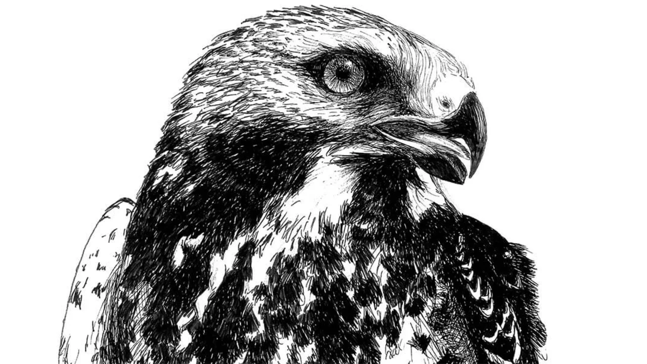 Swainson's Hawk