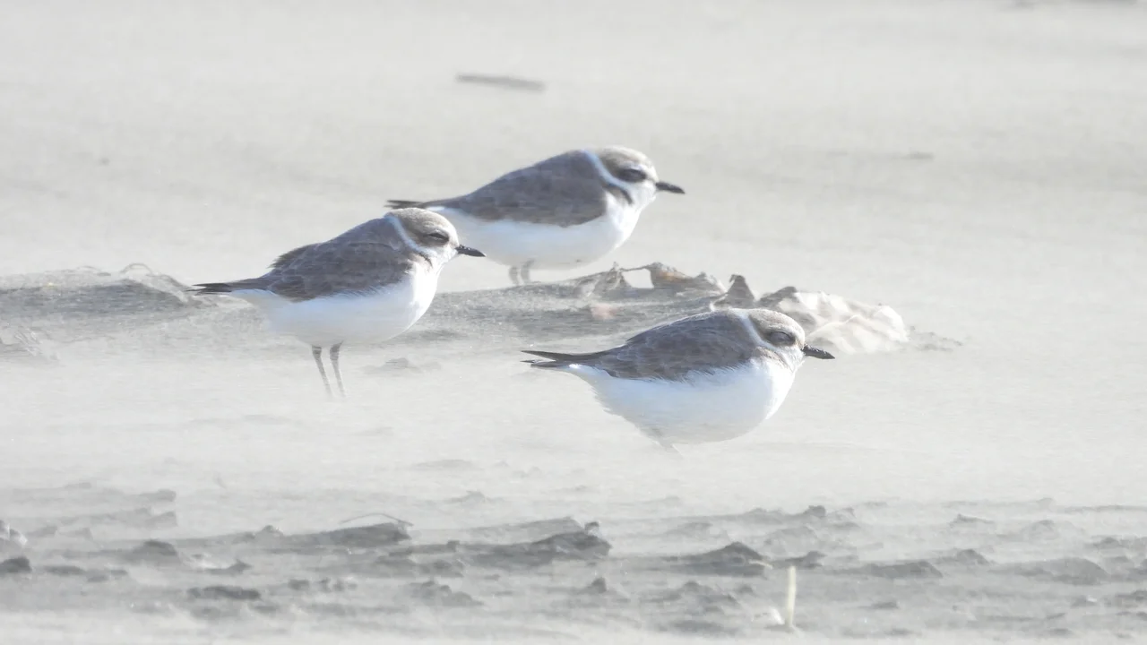 Three Snowy Plovers stand in the wind at Ocean Beach