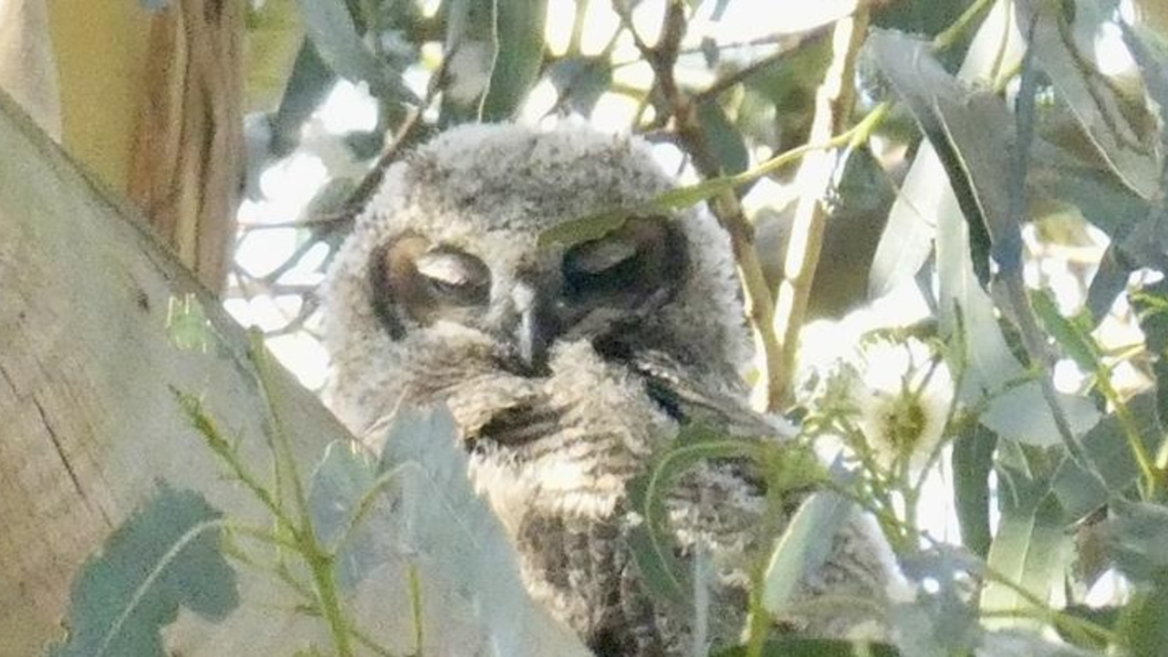 An owl nestled in a tree gazes out through the branches.