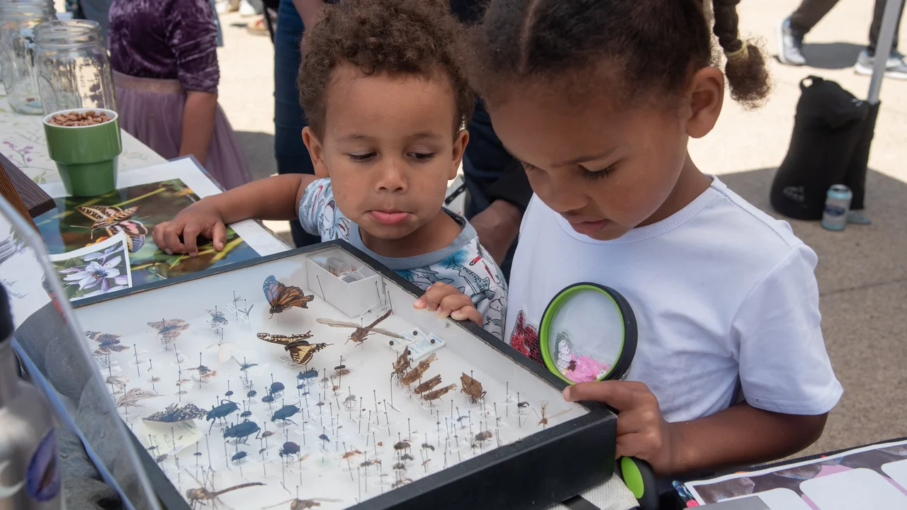 Children observing various pollinator specimens.