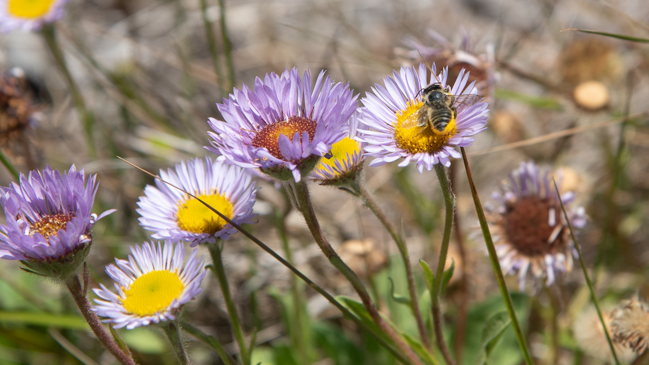 A native bee pollinating a Seaside Daisy at Tunnel Tops.