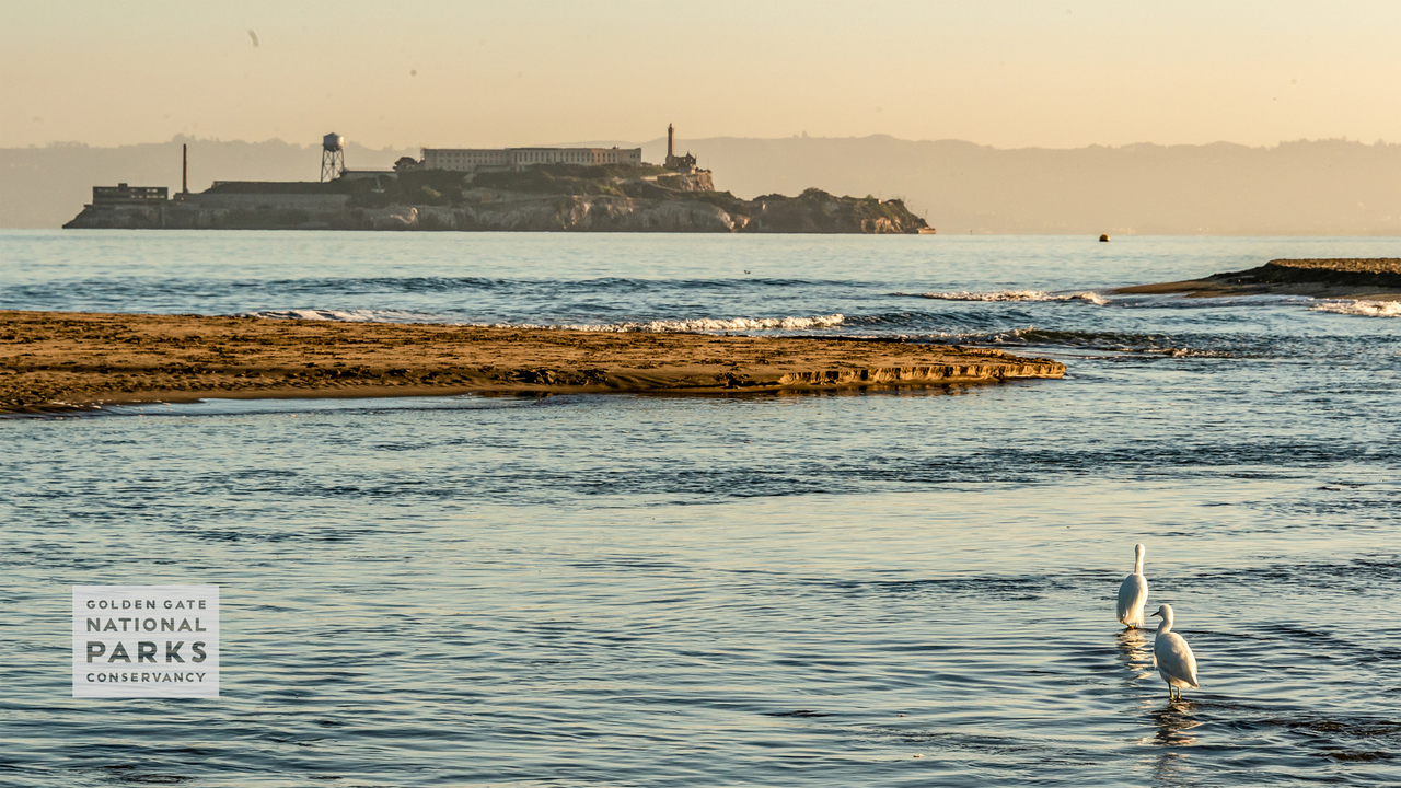 A view of Alcatraz Island taken from Crissy Field East Beach. A couple of Snowy Egrets are seen in the water. Photo by Alison Taggart-Barone.