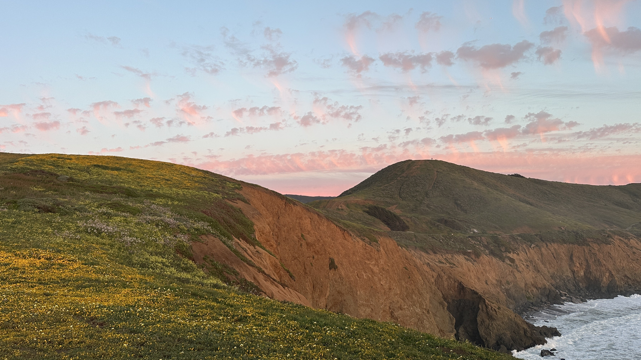 Yellow flowers bloom on the bluff at Mori Point under a light blue sky with pink and white clouds.