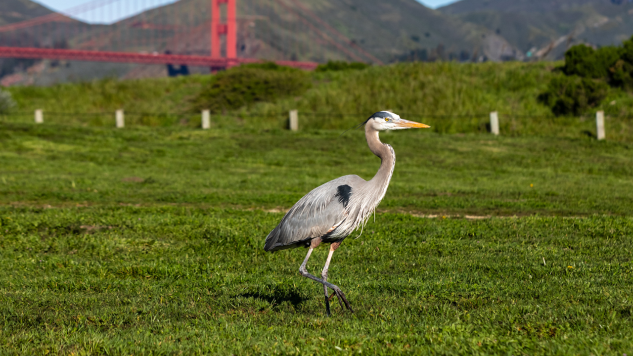 A Great Blue Heron walks across the grassy lawn at Crissy Field. The Golden Gate Bridge is seen in the background.