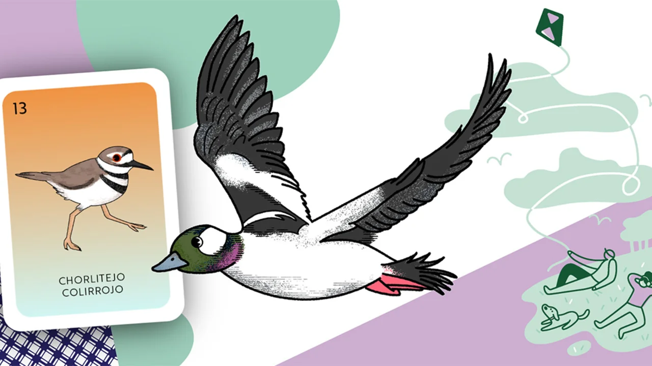 Western Snowy Plovers and Buffleheads are among the birds you can spot at Crissy Field