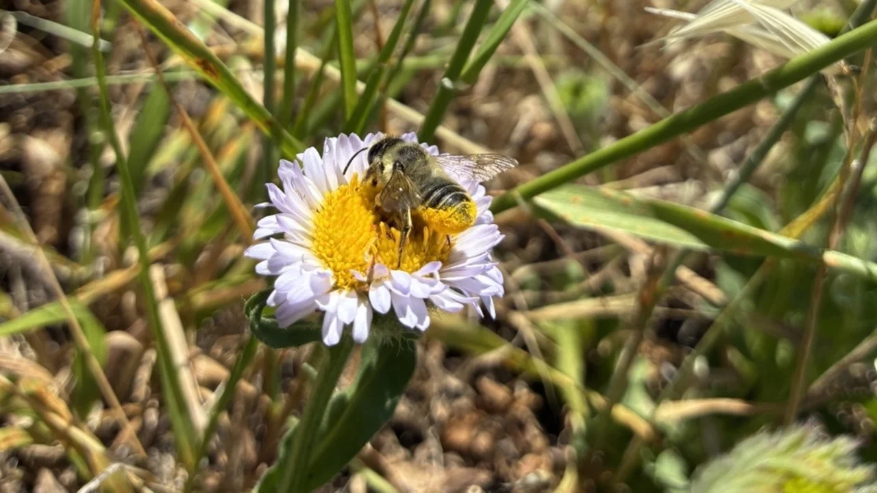 A native bee collects pollen on a Seaside Daisy.