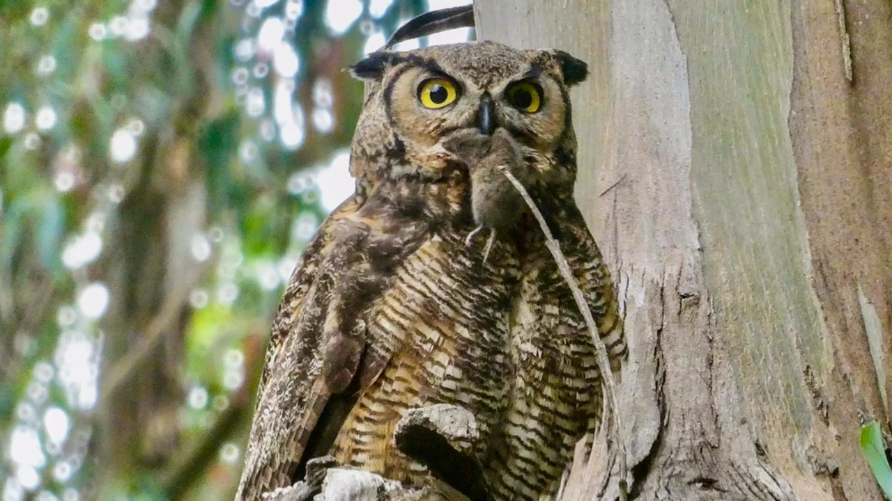 Great Horned Owl in the Presidio