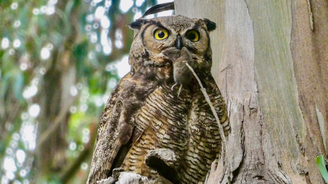 Great Horned Owl in the Presidio