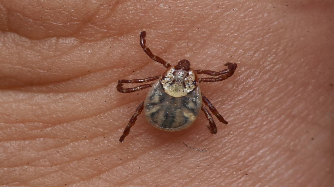 An American dog tick. An American dog tick on someone's hand.