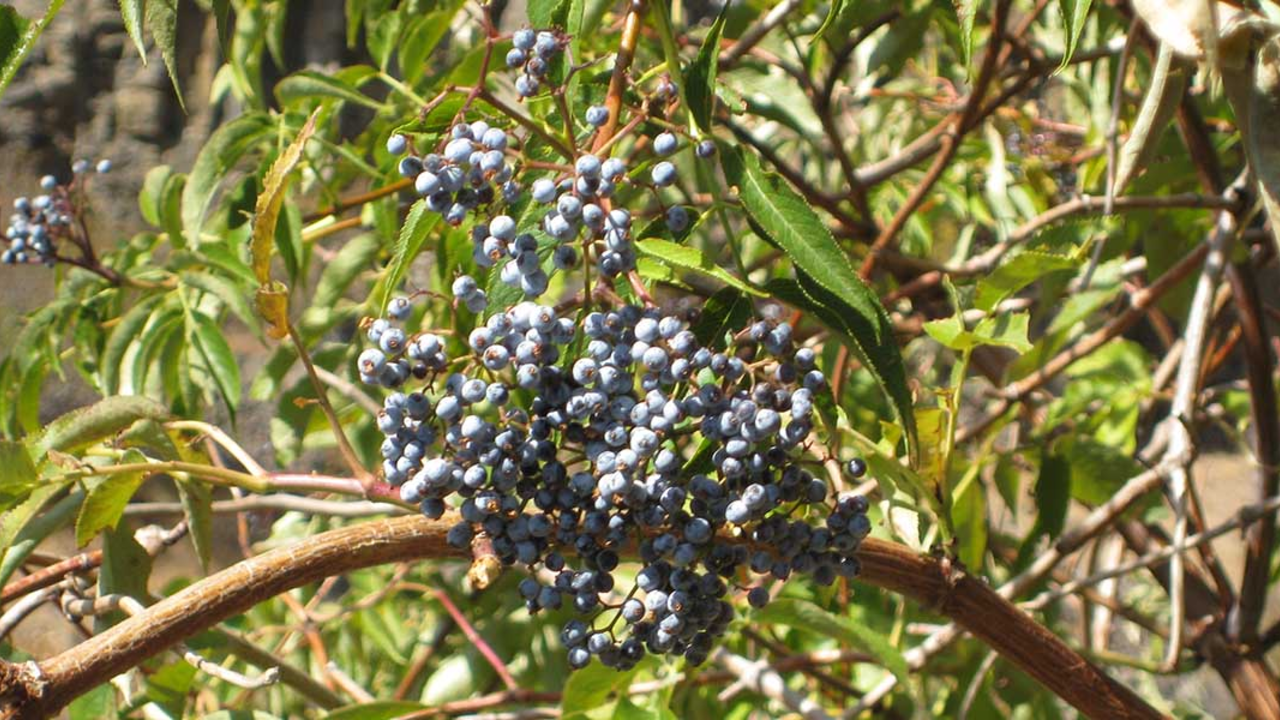 Blue elderberry