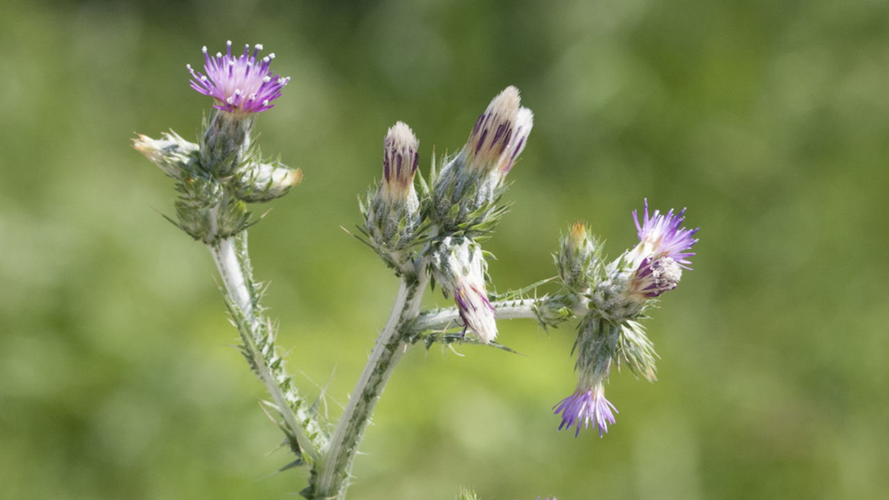 2x1_1200x600_Retrospecting_Restoration_Italian_thistle.jpg A long, spikey green plant with purple flowers grows along a trail