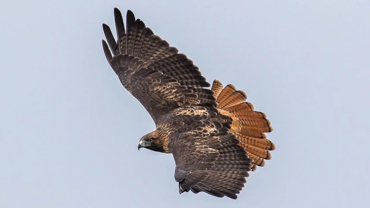 A red-tailed hawk.