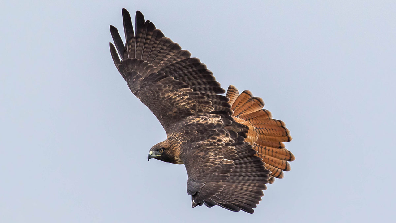 A red-tailed hawk. A red-tailed hawk.