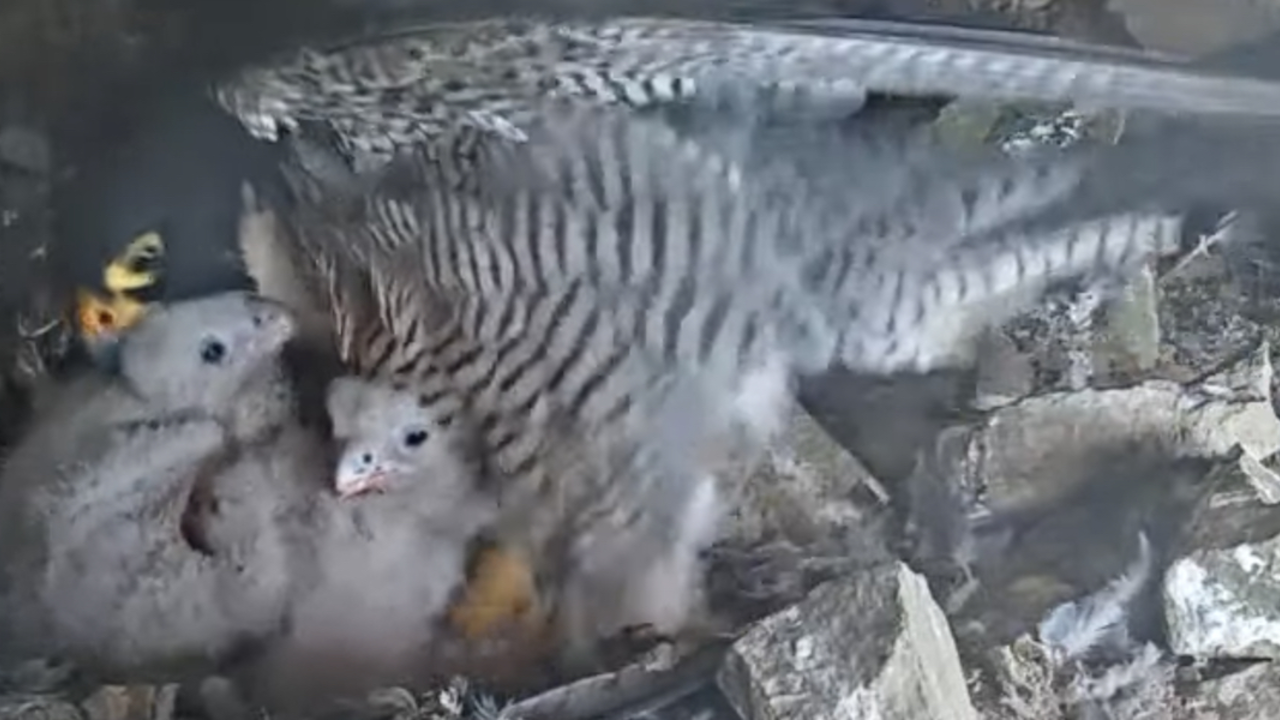  A peregrine falcon with its chicks in a rocky nest on Alcatraz Island in spring 2024.