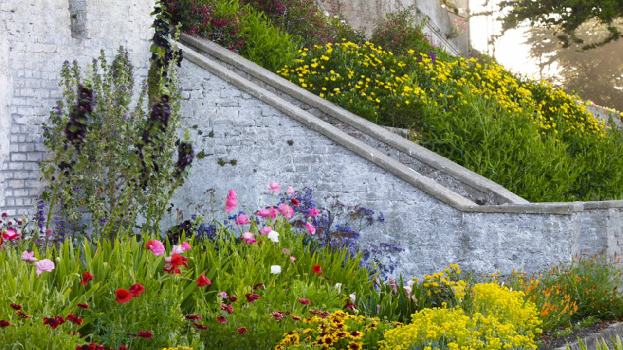 Flowers in bloom at Alcatraz Historic Gardens