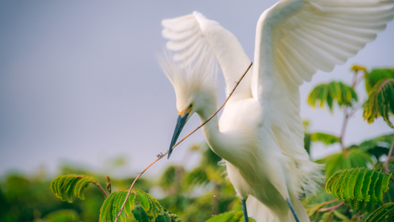 Snowy egret