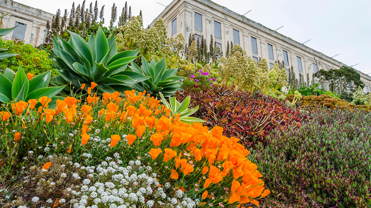 alcatraz gardens
