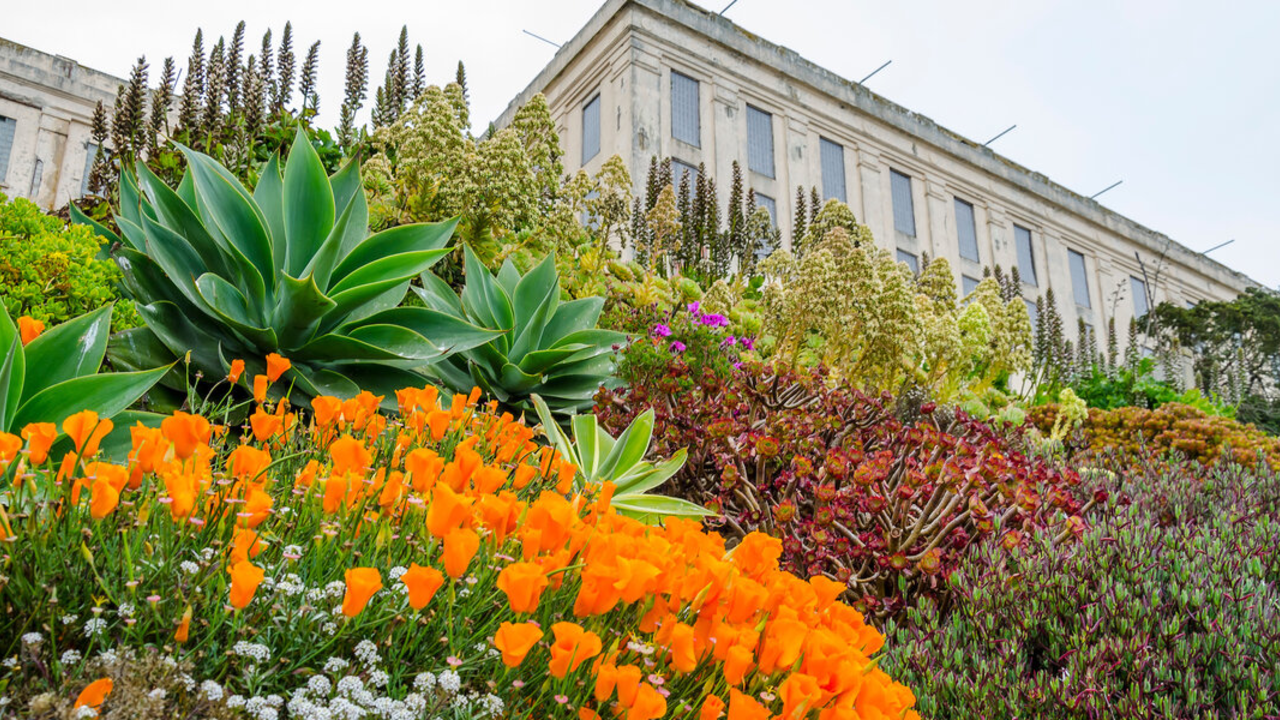 alcatraz gardens