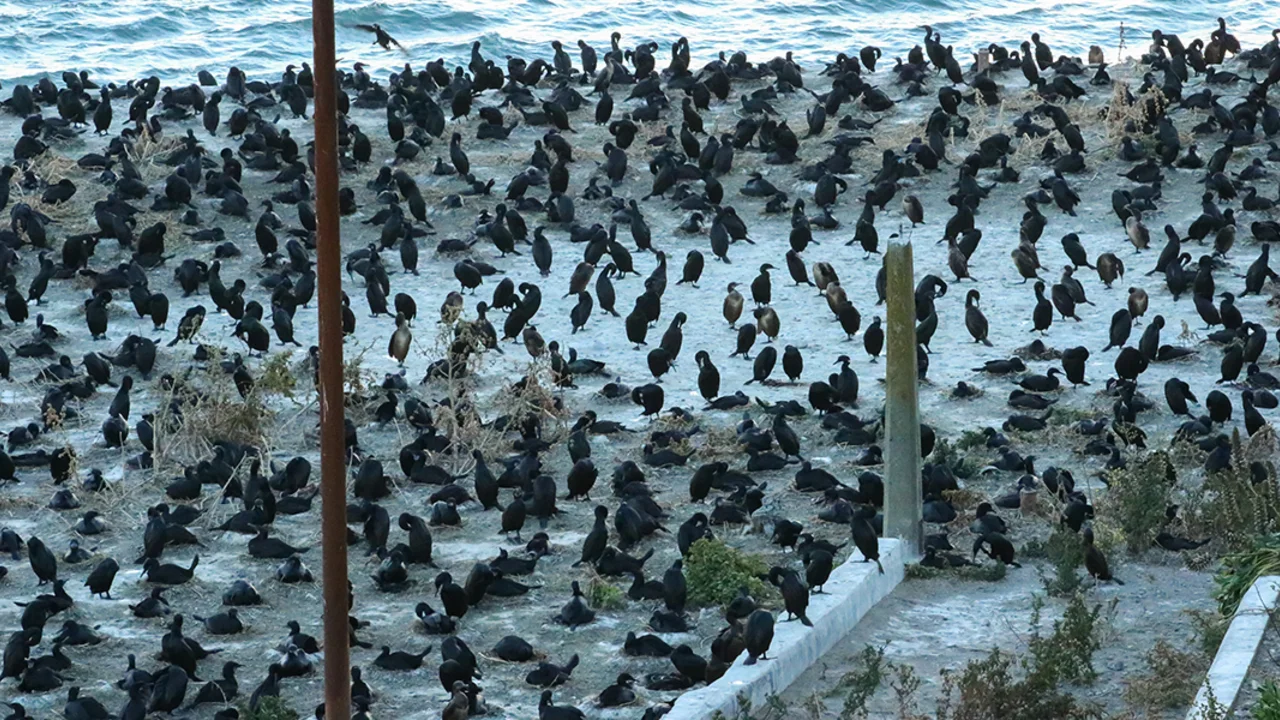 Cormorants nest in a large colony on Alcatraz