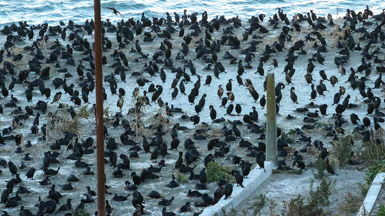 Cormorants nest in a large colony on Alcatraz