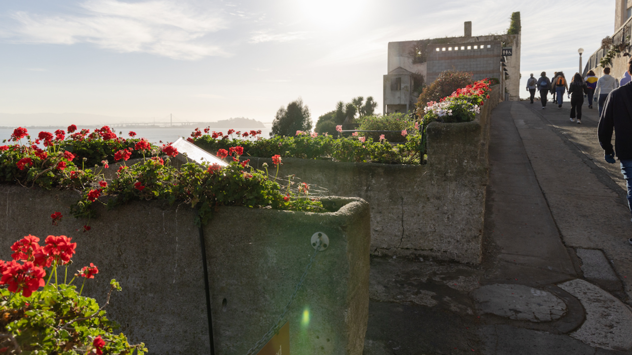 Perennial geraniums at Officers Row on Alcatraz Island.