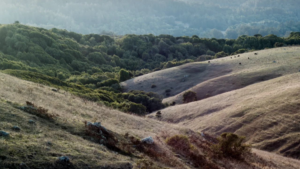 Rolling hills 