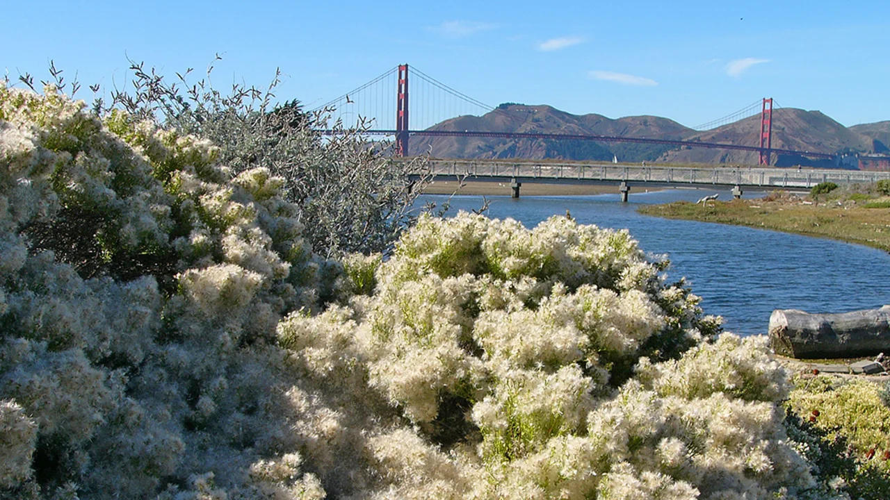 Coyote Brush