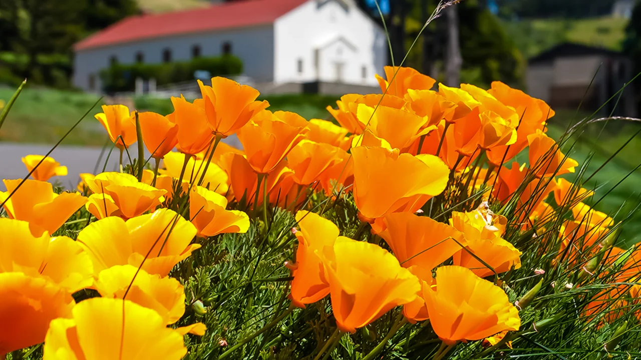 California Poppy